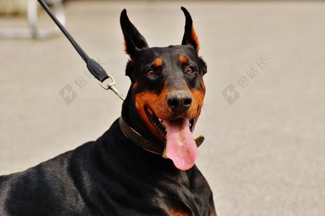 杜宾 狗 动物世界 动物 HUNDEPORTRAIT 宠物 性质