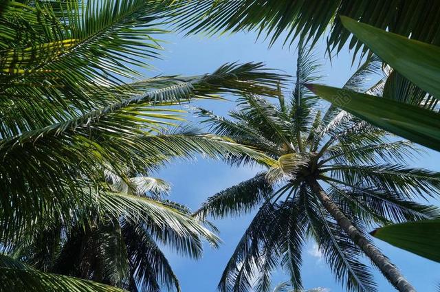 棕榈树 天空 夏季 热带植物 性质