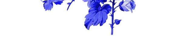 青花瓷