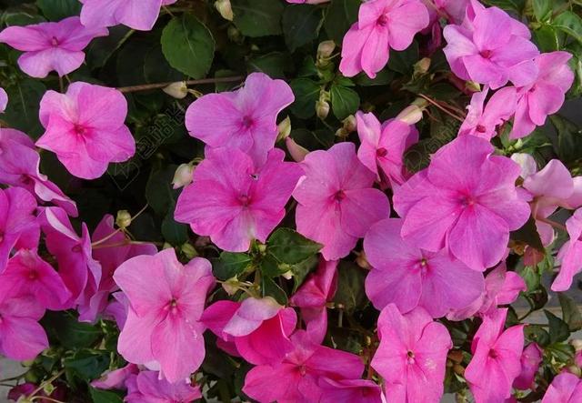 凤仙 凤仙花 花 凤仙花 SULTANII 忙碌的里兹 苦瓜