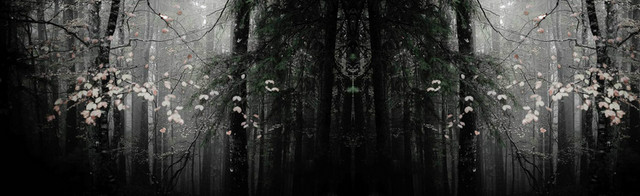 深色黑白树林唯美背景BANNER