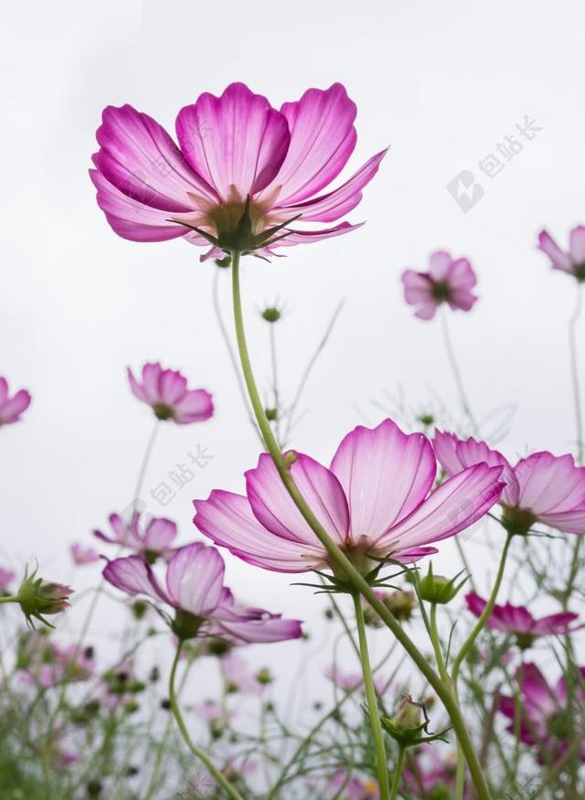 宇宙 植物 鲜花 紫色 花园 美丽 大自然 粉红色 花卉园