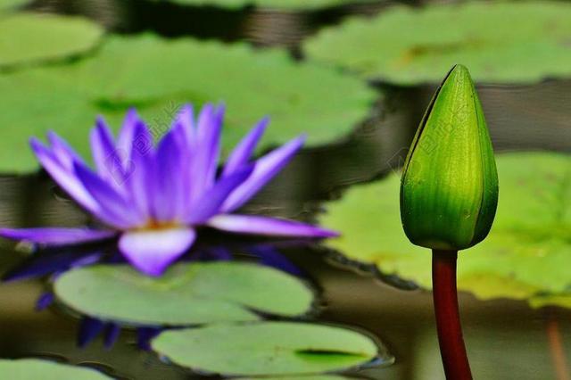 睡莲 水 芽 厂 池塘 开花 水生植物 簇簇 花 性质