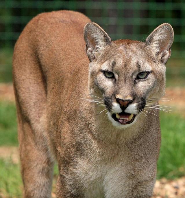 美洲狮 山狮 大猫 猫的 美丽 肖像 特写头 照片 图片