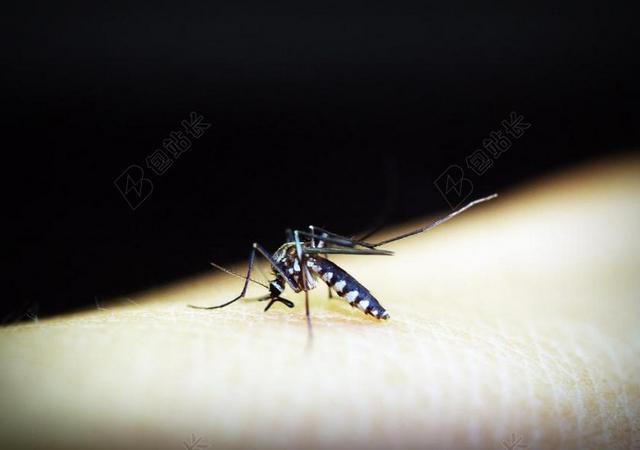 蚊子 疟疾 咬 昆虫 血 疼痛 人类 疾病 热带 吸