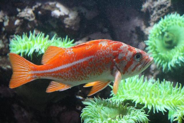 鱼 水 自然 水族馆 石斑鱼