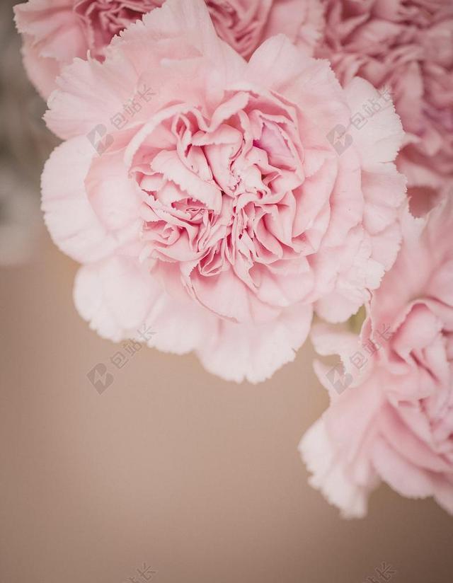 丁香 花 粉红色 粉色花 粉红色的康乃馨 鲜花 粉色的花 花瓣