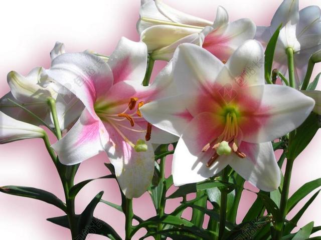 百合花 鲜花 粉红色 春天 盛开 背景 课程 发火焰
