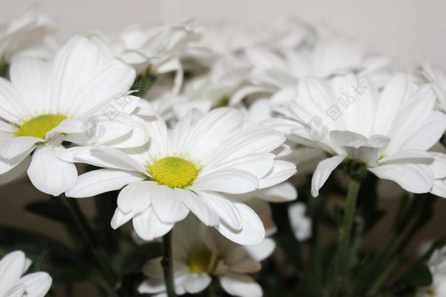 菊花 白 白菊花 工厂 花 花束 性质 黄 花园 宏