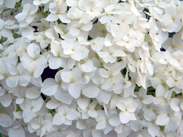绣球花 白花 绣球花 特价 白色绣球 白 植物 特写 布什
