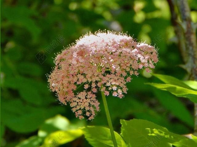 花 罗莎 字段 粉红色的花 性质 布鲁姆 夏季 当归 叶子