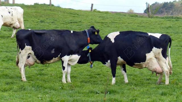 牛 奶牛 牛肉 动物 农业 牧场 性质 反刍动物 哺乳动物