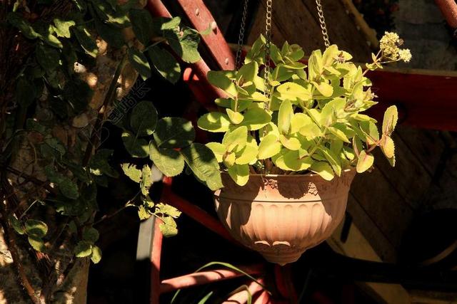 花盆 吊坠 叶 葱绿 观赏 植物 装饰 观赏植物