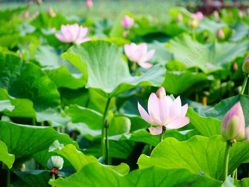 荷花 风景 风光