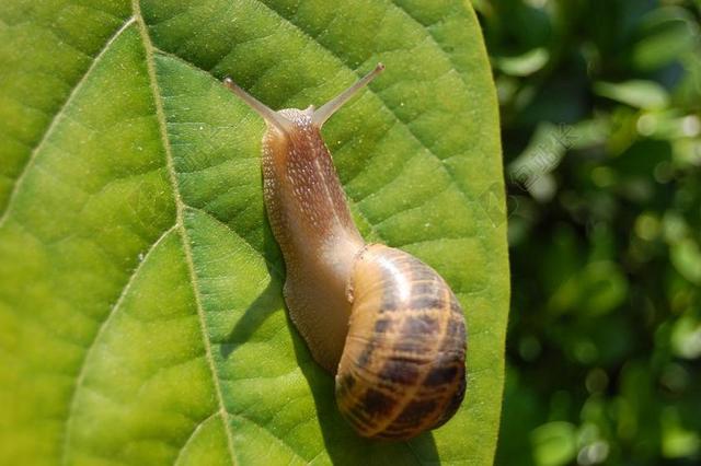 蜗牛 自然 花园 外壳 动物 野生动物 煤泥 特写 园艺