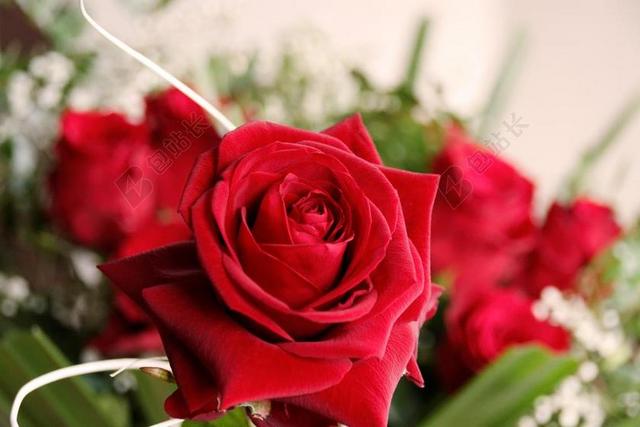 红色摄影自然玫瑰花宣传背景图片