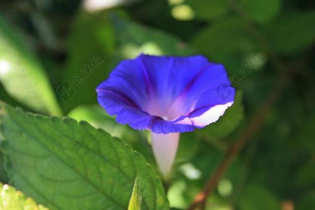 紫色牵牛花花 花 小号 紫色 野生 杂草 微妙 履带板 花园