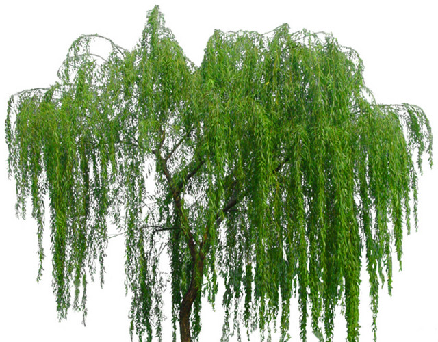 树木元素素材