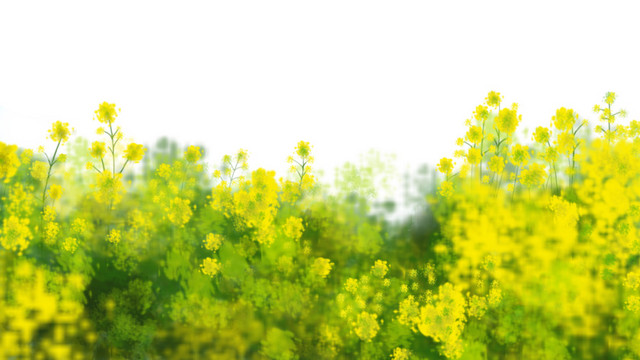 油菜花手绘插画PSD