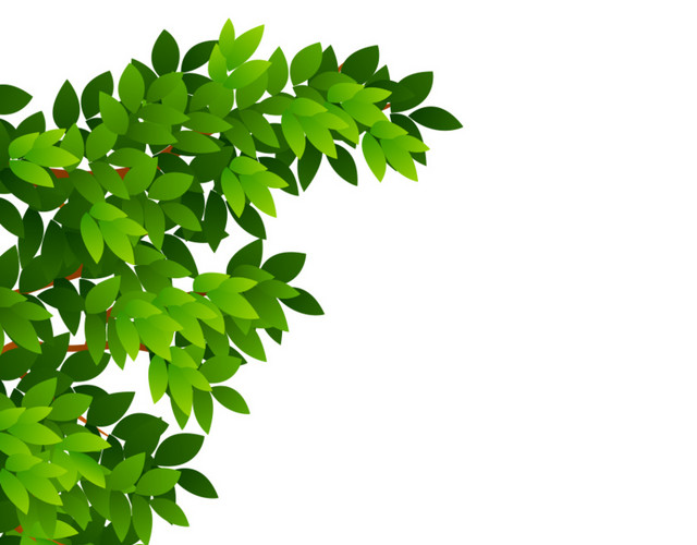 翠绿的树叶绿化手绘植物