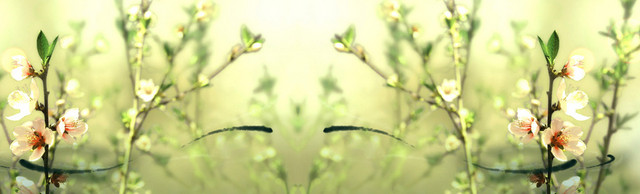 春天杏花待放虚化唯美背景BANNER