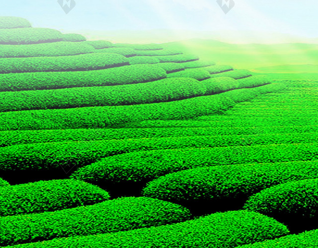 竹子绿茶H5背景