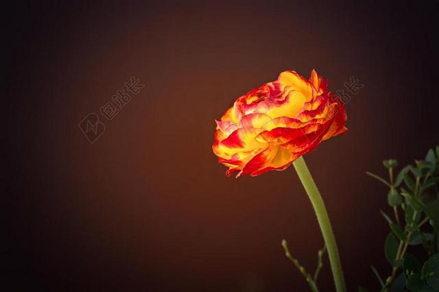 绽放的美丽鲜花背景图片