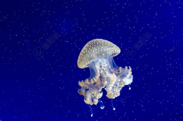 海蜇 触角 水 水下 斯汀 海 野生动物 自然 海洋 蓝色