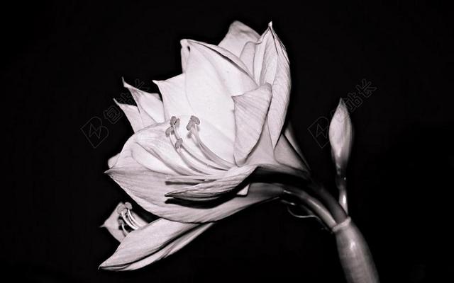 阿马丽利斯 花 阿马丽利斯厂 开花 白 厂 花粉 华丽 黑色