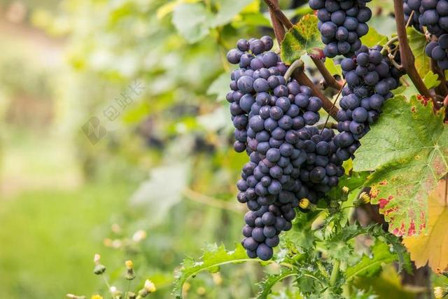 黑色农业展示成熟的黑色葡萄背景图片
