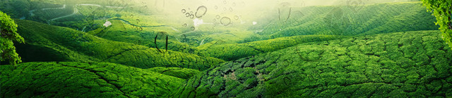 小清新蓝天绿叶牙膏背景