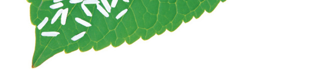 大米