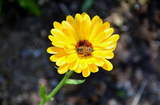 非洲菊 GERMINI 花 春 感情 香 橙色 浪漫 自然