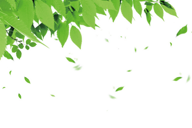 漂浮 树叶