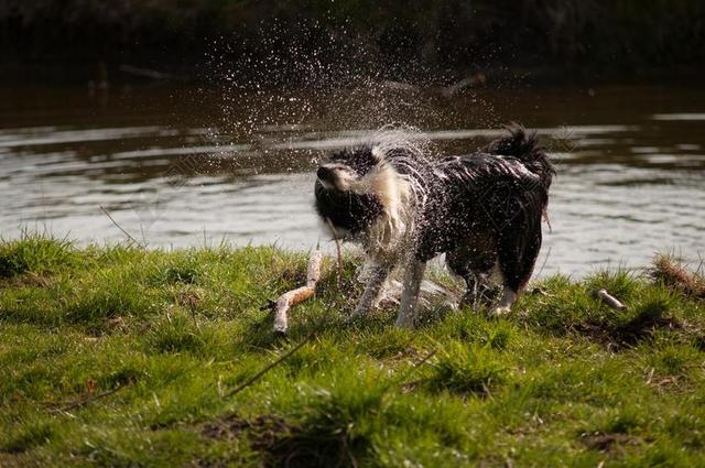 边境牧羊犬 狗 海滨 水 性质 草 摇晃 摇 宠物 黑