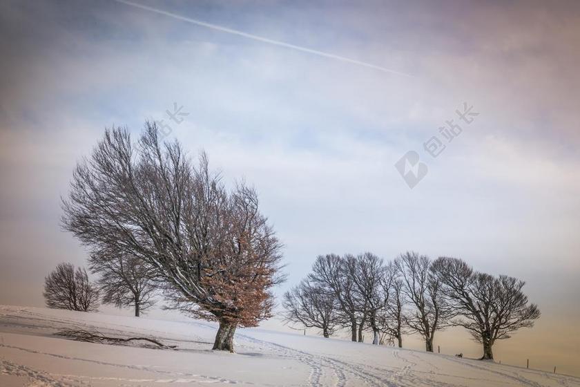 冬天雪地里的大树背景图片