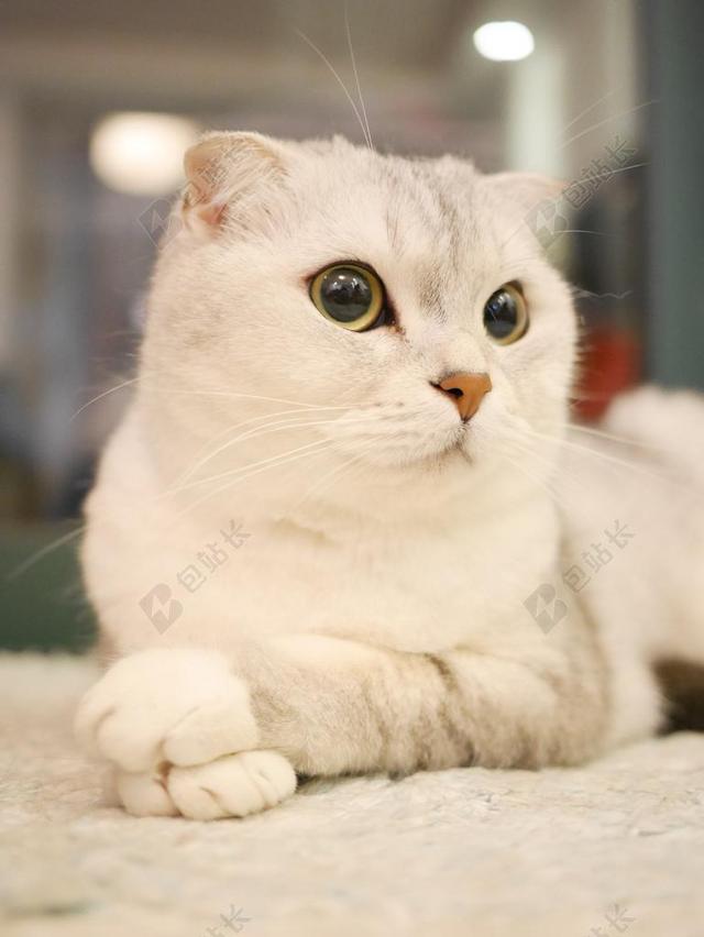 苏格兰折耳猫 猫 宠物 动物