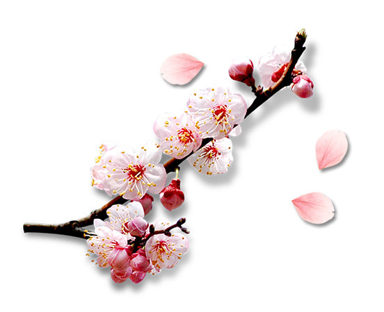 飘浮花瓣