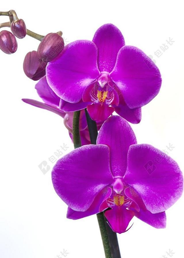 兰花 蝴蝶兰 粉红色 紫 花 异国情调 热带 厂 开花
