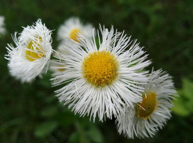 野菊花 花 植物