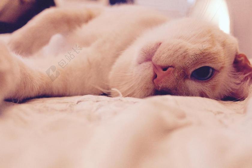 白色动物快乐慵懒的白猫背景图片