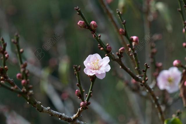 桃花源 春天 性质 粉红色 科 梅花 柔和的粉红色 花园