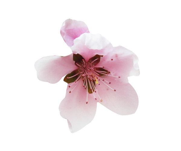 一朵粉梨花花瓣图片素材