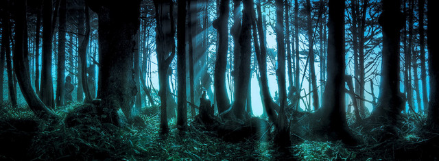 森林树林梦幻背景BANNER