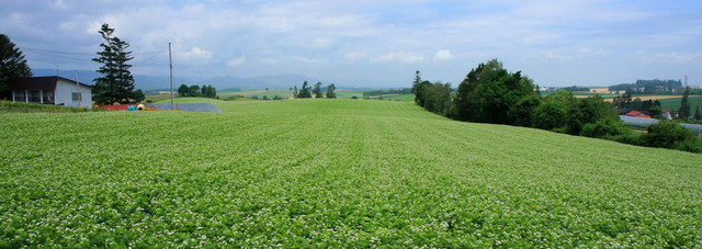 乡村田园BANNER背景