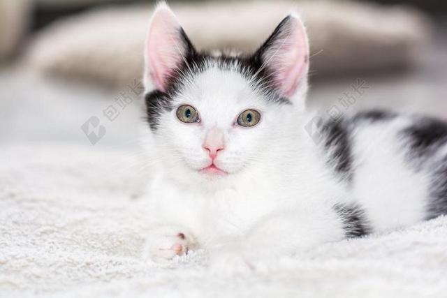 沙发上的白色小猫背景图片