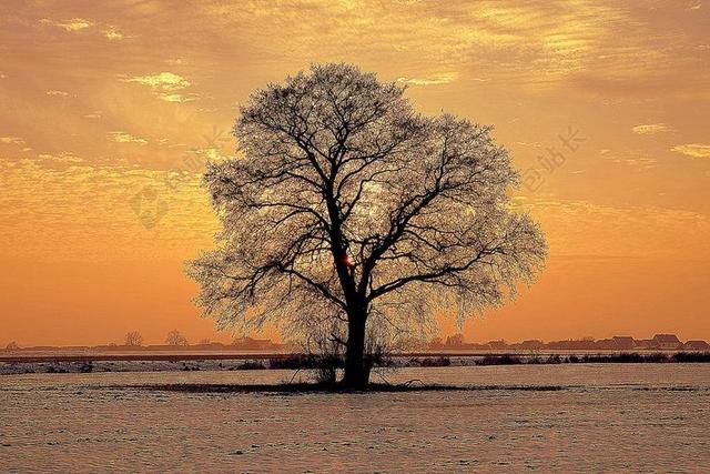 树 寂寞 冬季 地平线 雪 西 太阳 东 黄色 天空