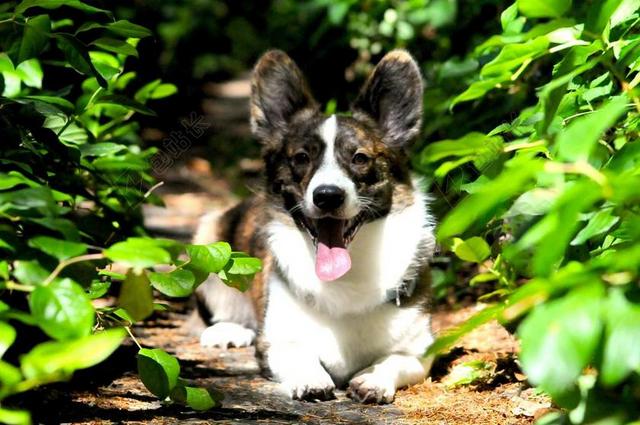 狗 柯基犬图片 径 纯繁 可爱的 动物 宠物 好玩