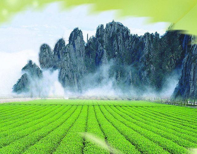 茶叶清新茶田背景
