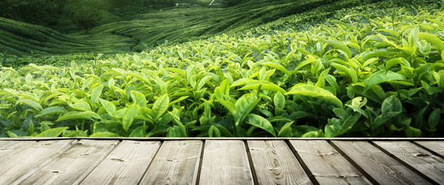 茶叶背景